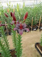 [4083 Black Charm VZ No01.JPG]